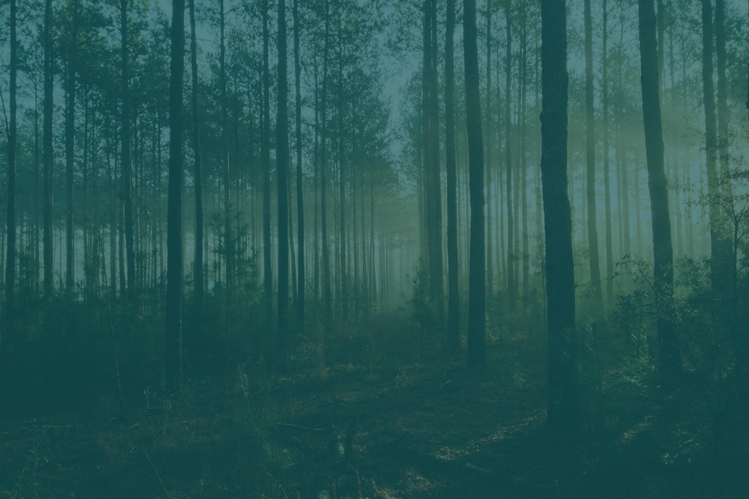 invest in woodlands